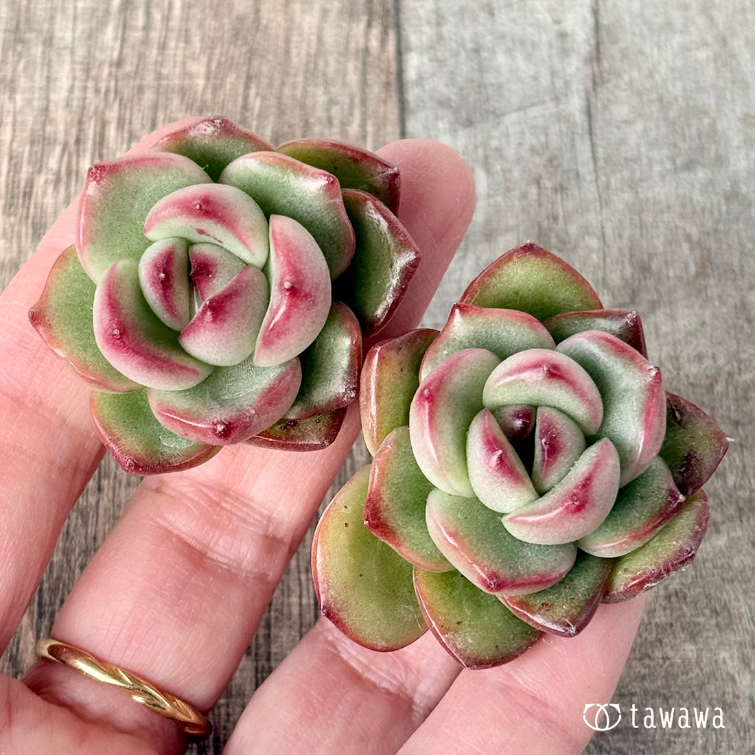 ＊新入荷＊　アガボイデス　モンブラン《双頭》