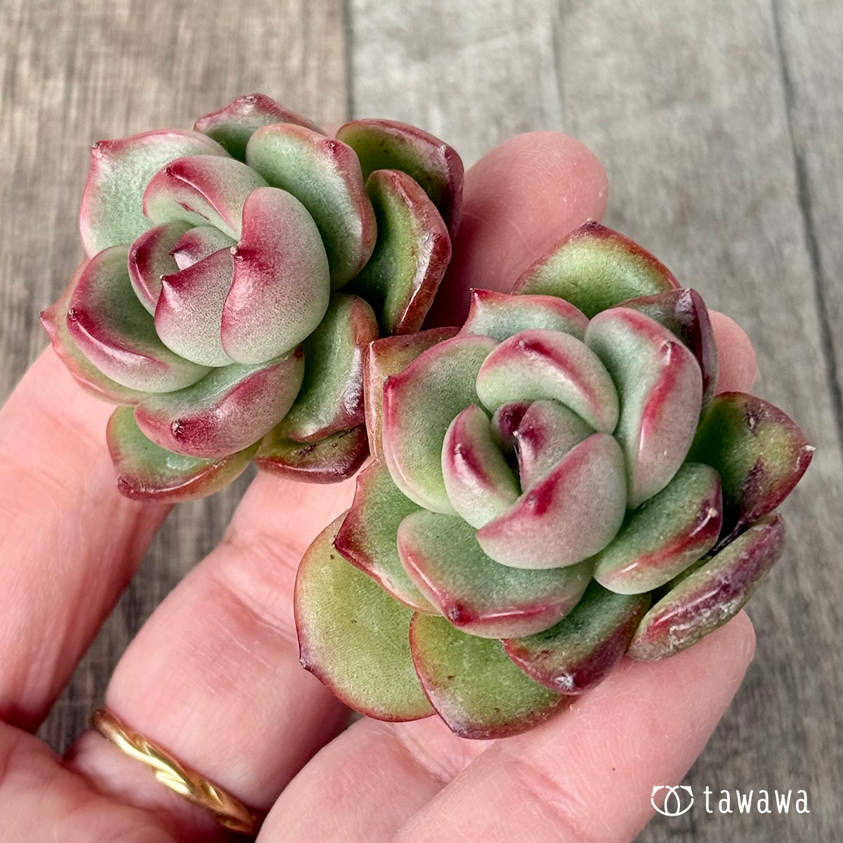 新入荷＊ アガボイデス モンブラン《双頭》 – 多肉植物の通販・販売