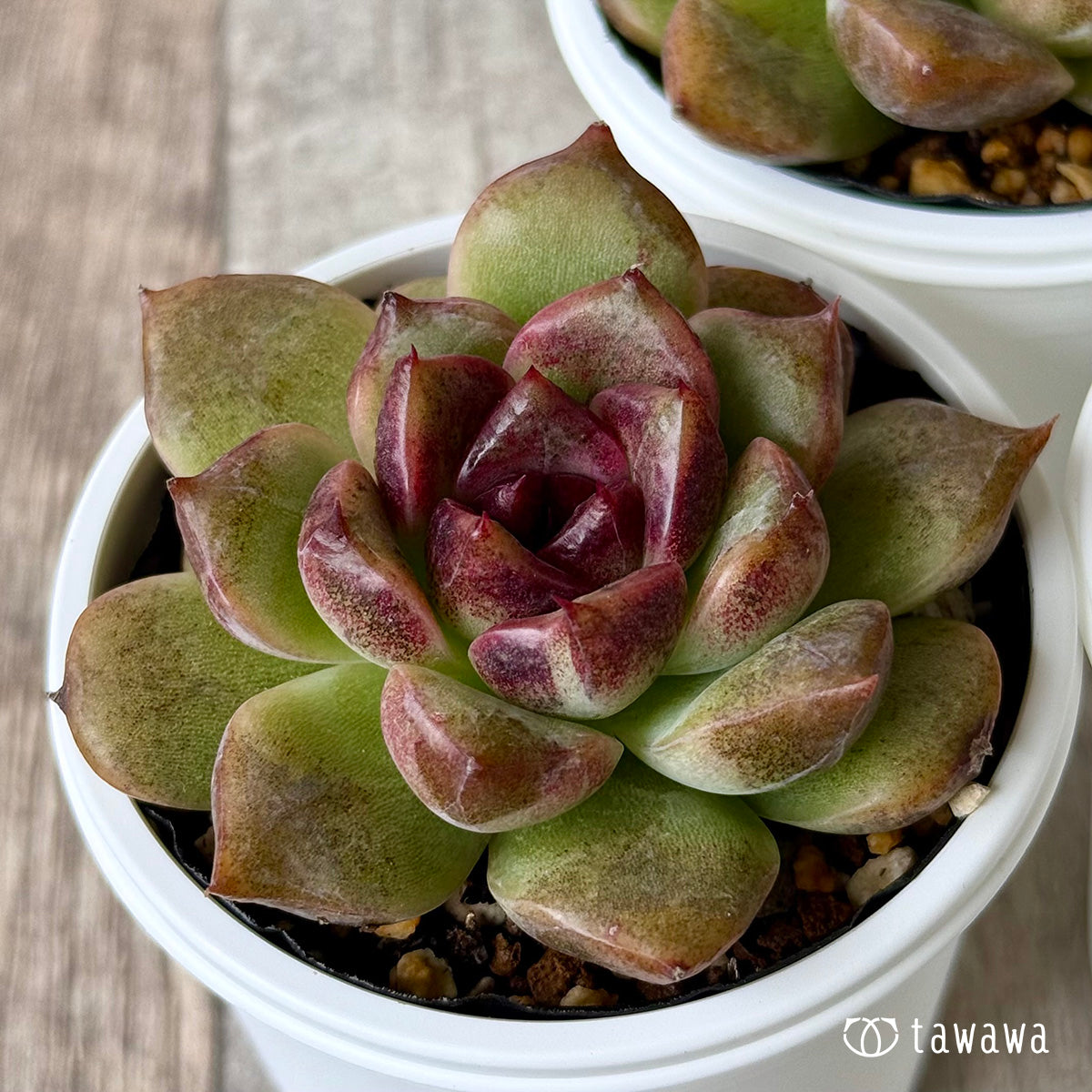 その他多肉植物 Cranky All products – tagged 