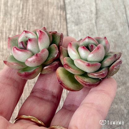 ＊新入荷＊　アガボイデス　モンブラン《双頭》