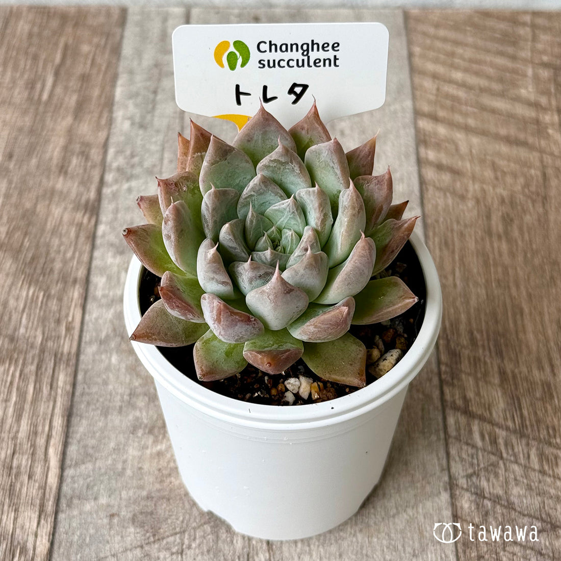 New Arrivals: Ice Green