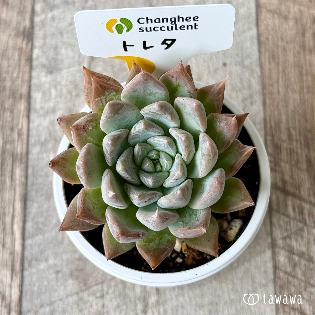 New Arrivals: Ice Green