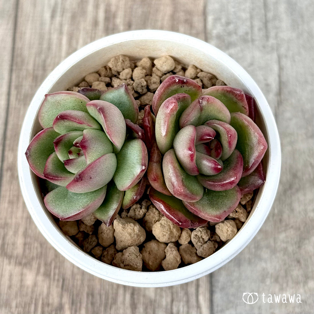 新入荷＊ アガボイデス モンブラン《双頭》 – 多肉植物の通販・販売