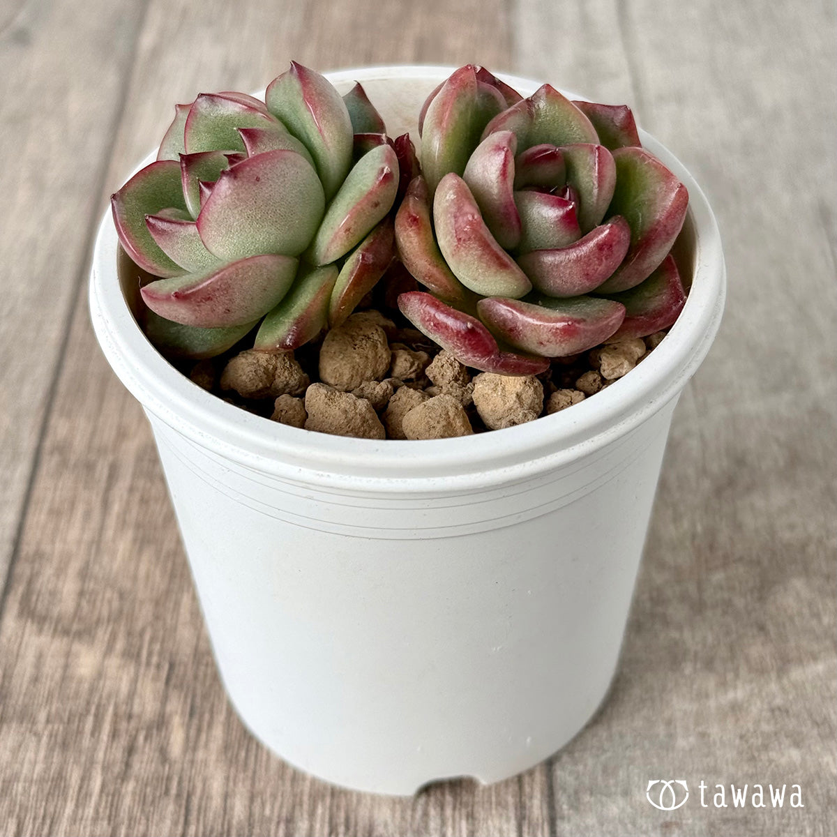 ＊新入荷＊　アガボイデス　モンブラン《双頭》