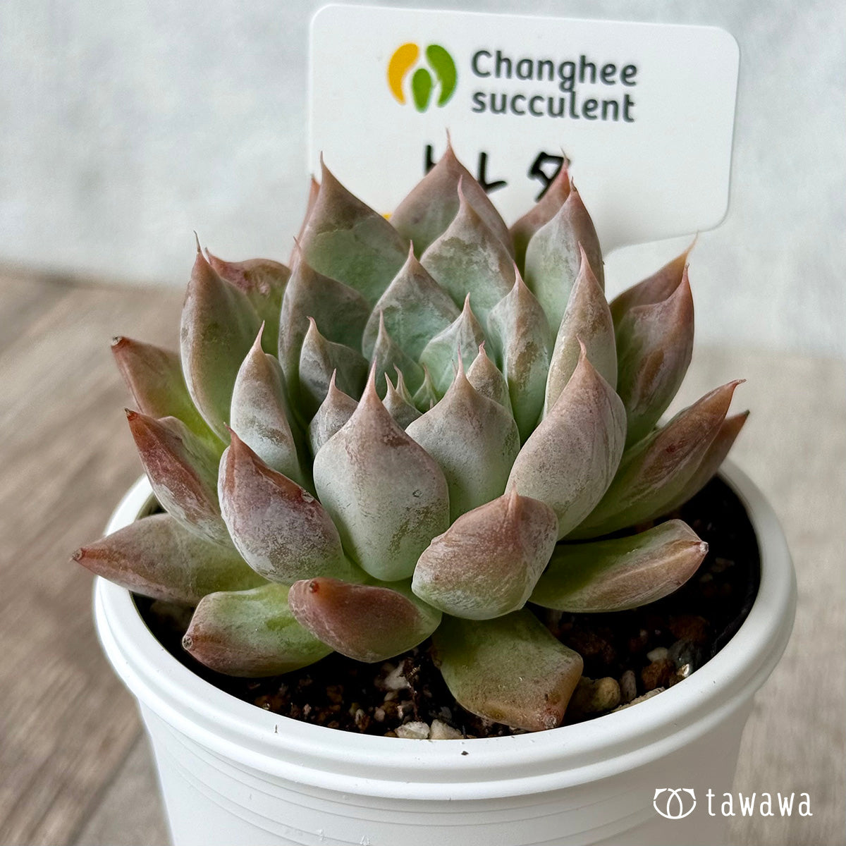 New Arrivals: Ice Green