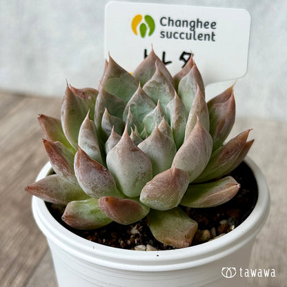 New Arrivals: Ice Green