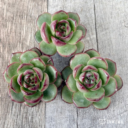 ＊新入荷＊　アガボイデス　モンブラン《単頭》