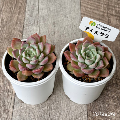 ＊新発売＊　アイスサラ（チャンヒー農園）【tawawaハウス苗】
