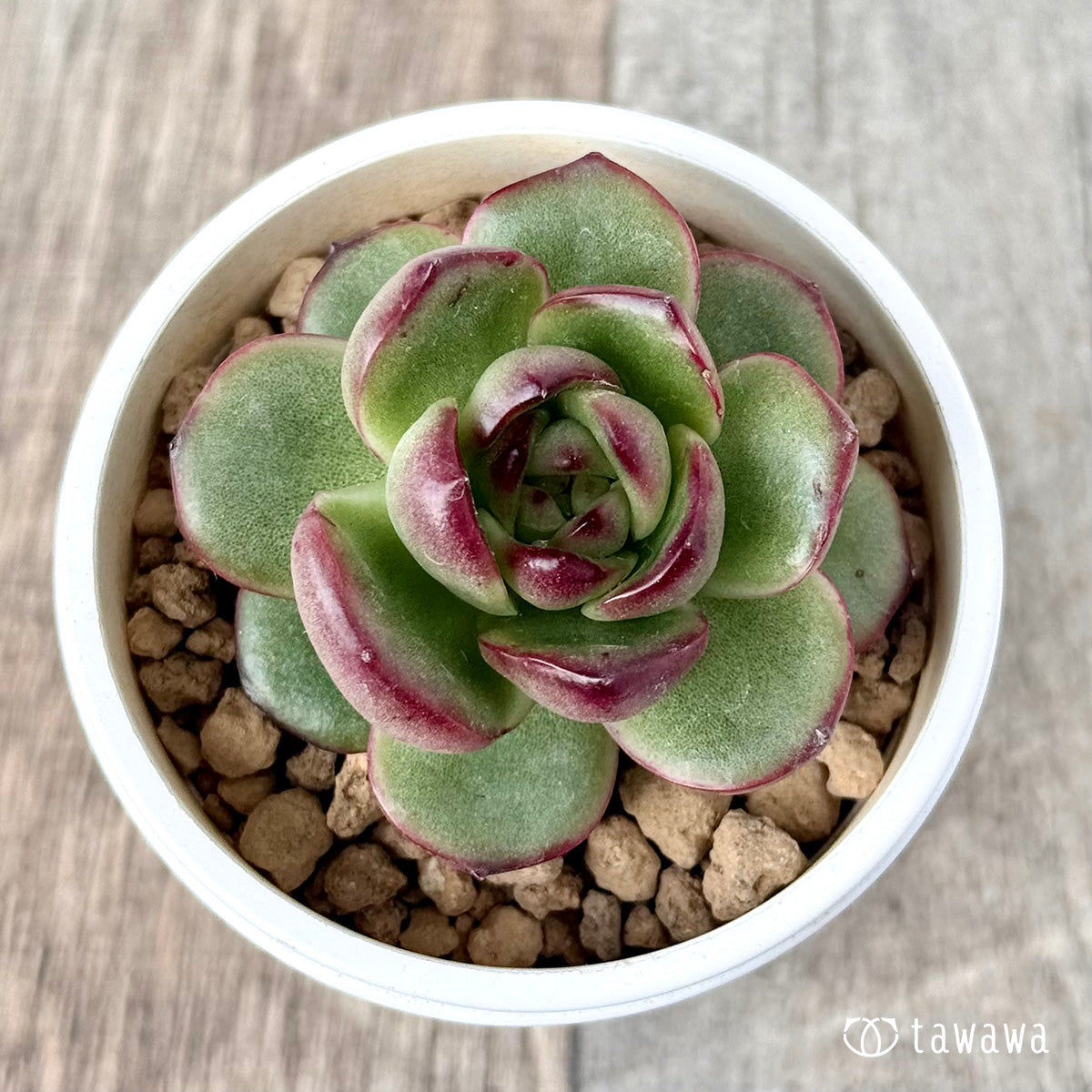 ＊新入荷＊　アガボイデス　モンブラン《単頭》