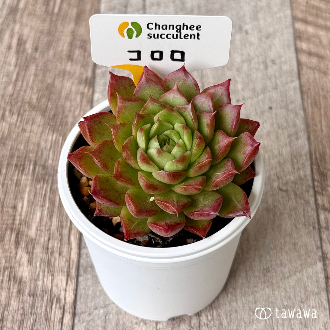 New Arrivals: Ice Green