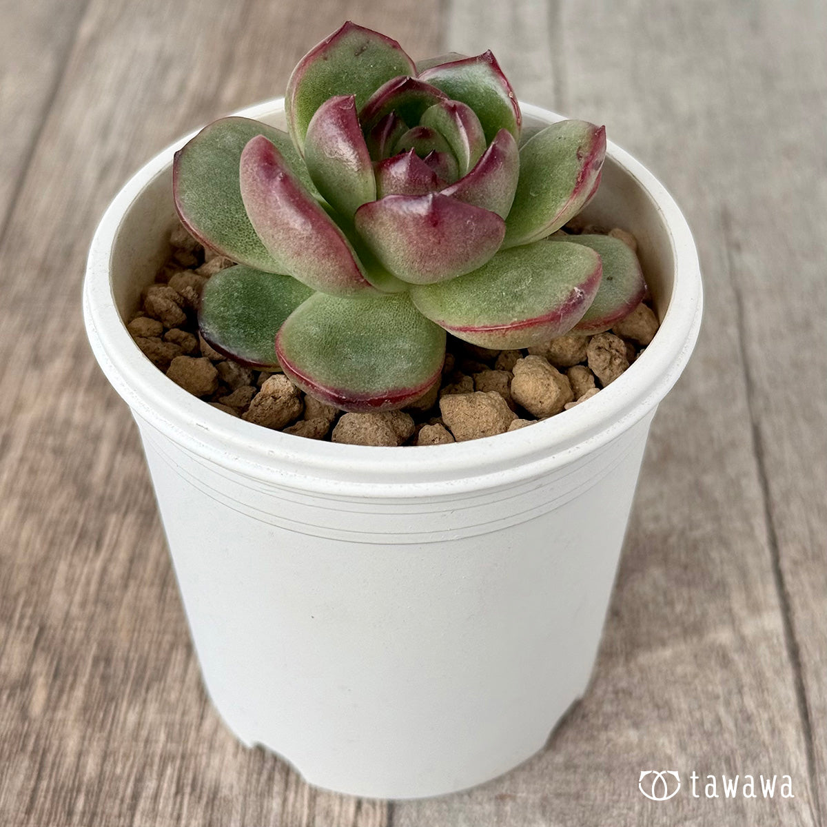 新入荷＊ アガボイデス モンブラン《単頭》 – 多肉植物の通販・販売