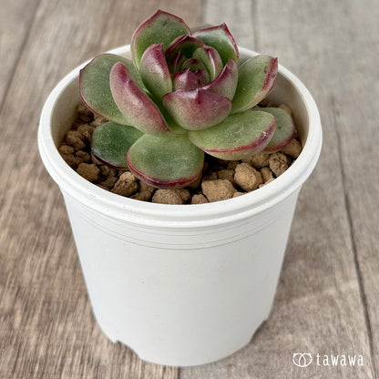 ＊新入荷＊　アガボイデス　モンブラン《単頭》