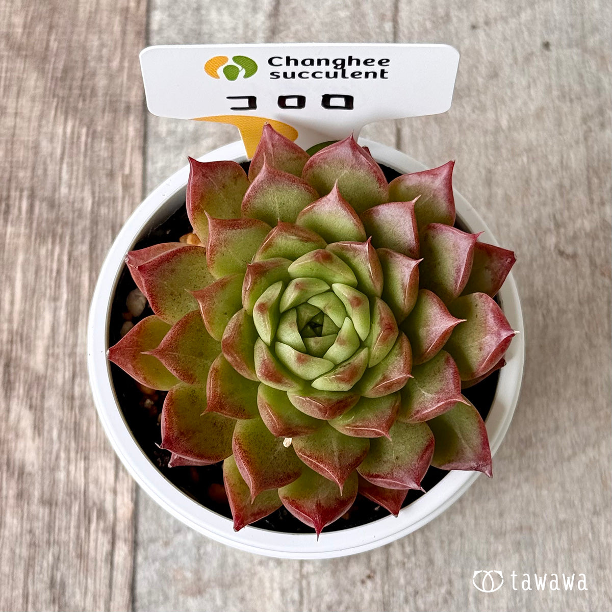 New Arrivals: Ice Green