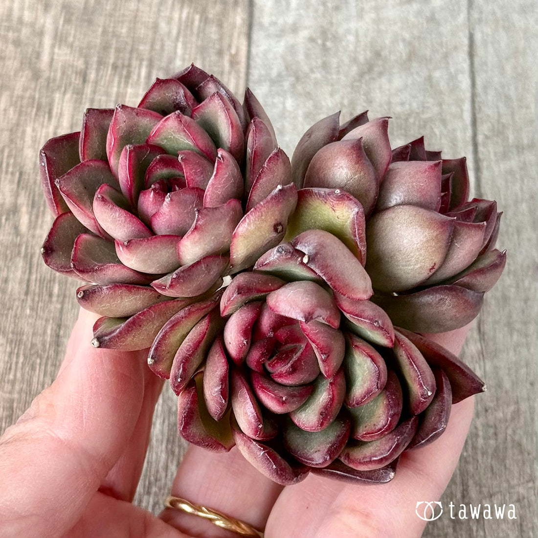 ＊新入荷＊　プリリンゼアナ　