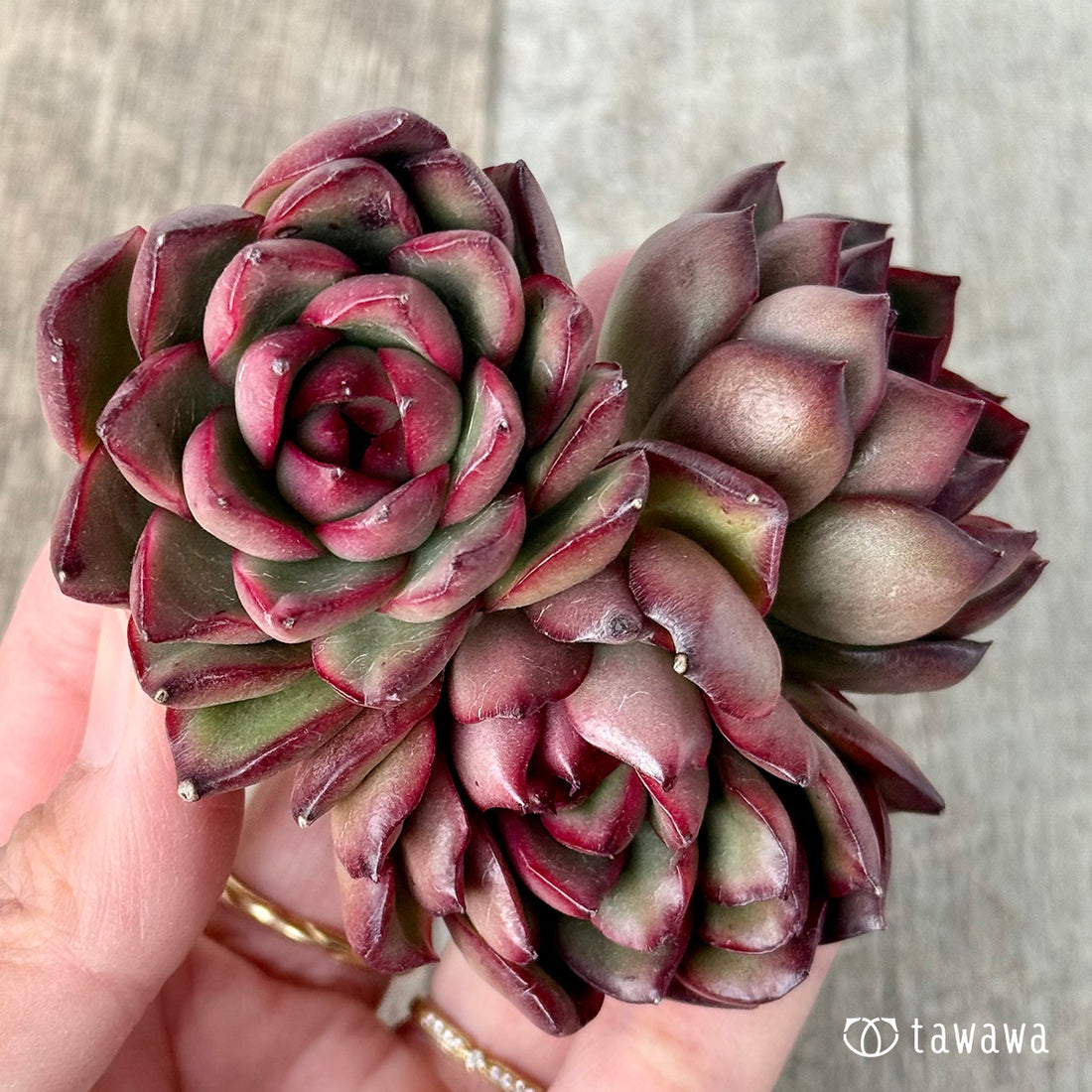 ＊新入荷＊　プリリンゼアナ　