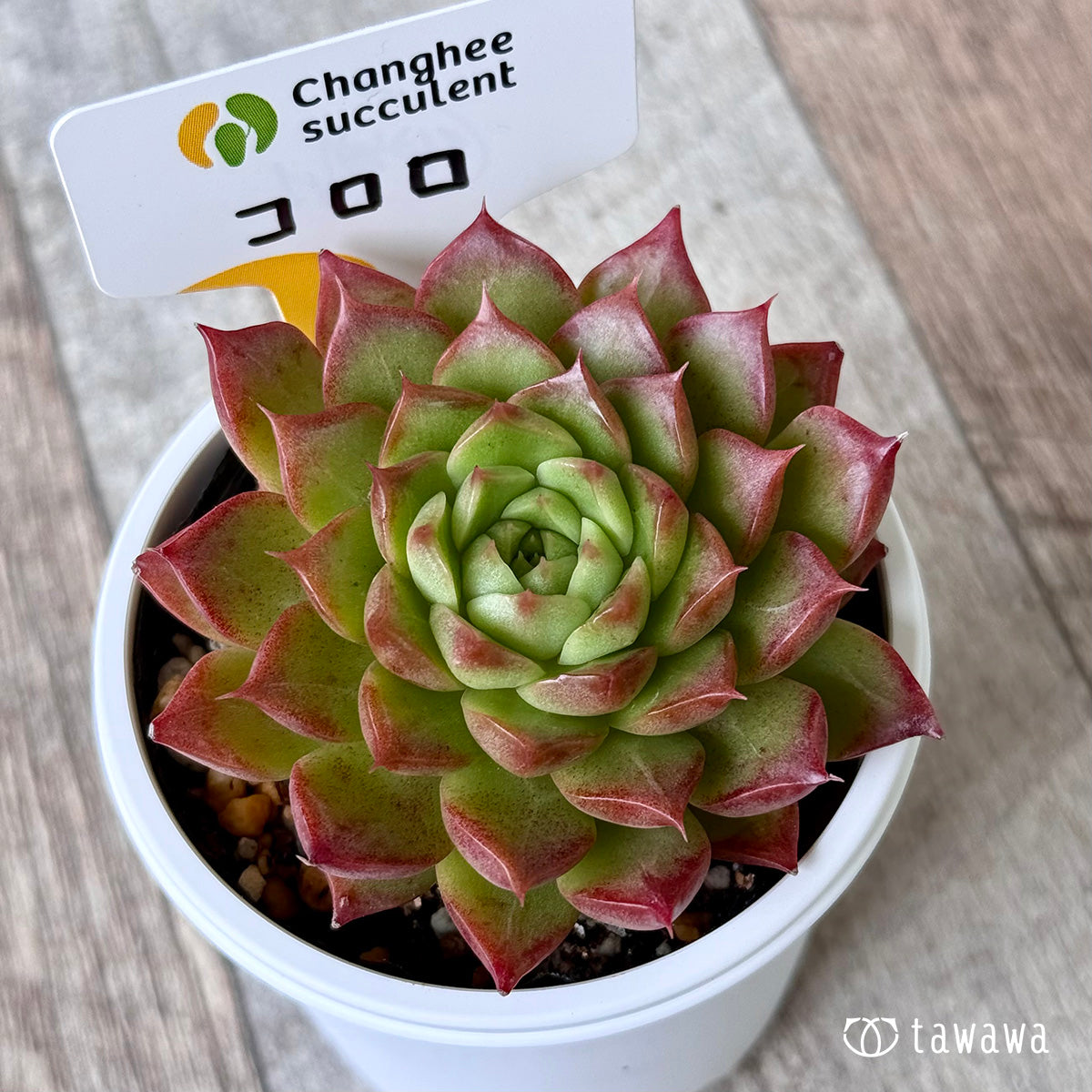 Echeveria – tagged 