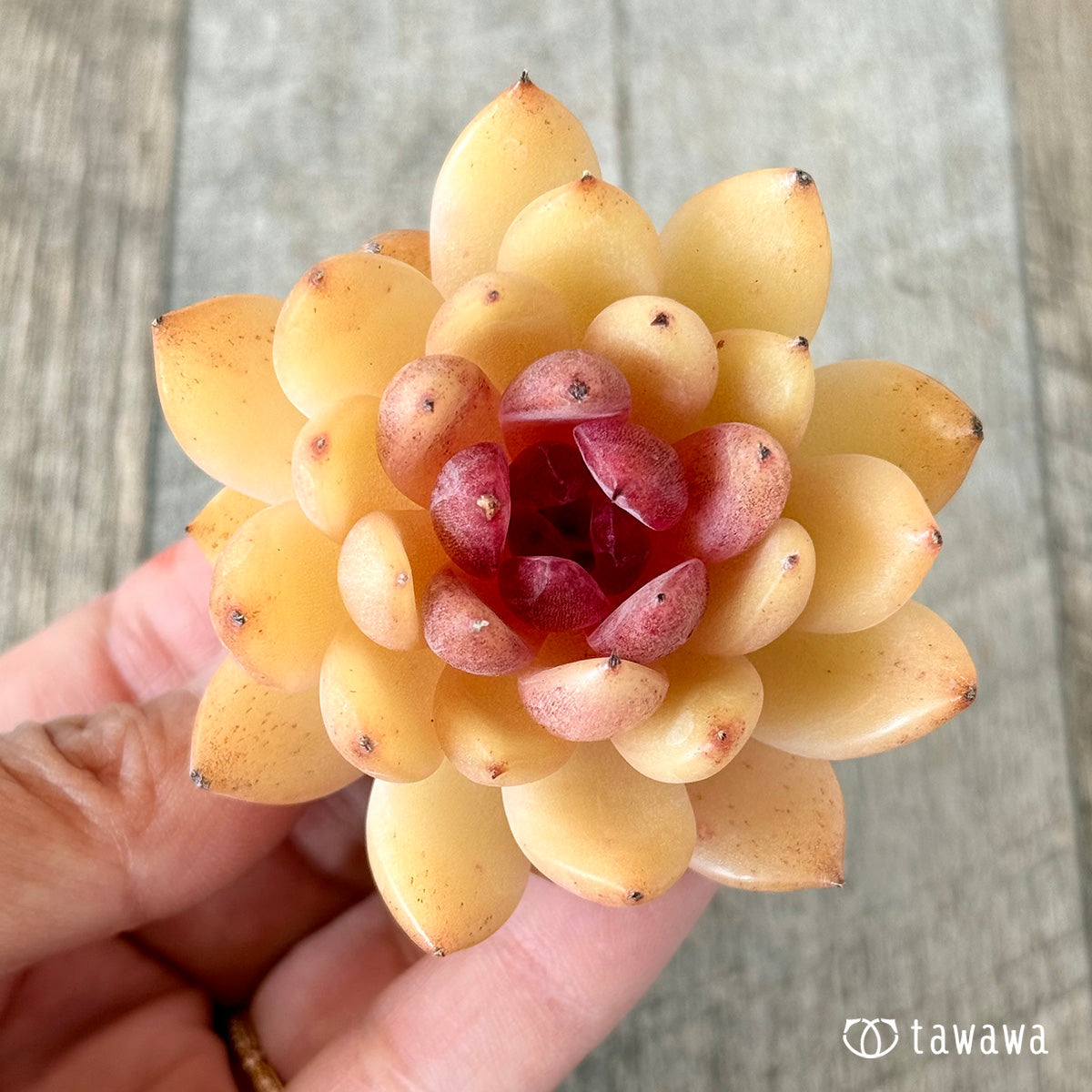 Eryn (Hanamura Farm Seedlings)
