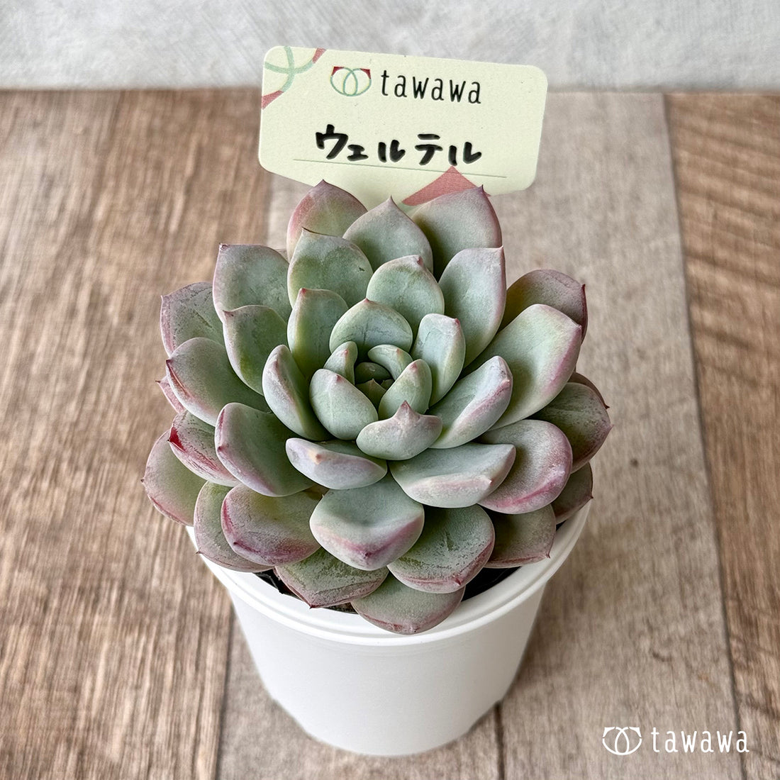 New Arrival* Hongil