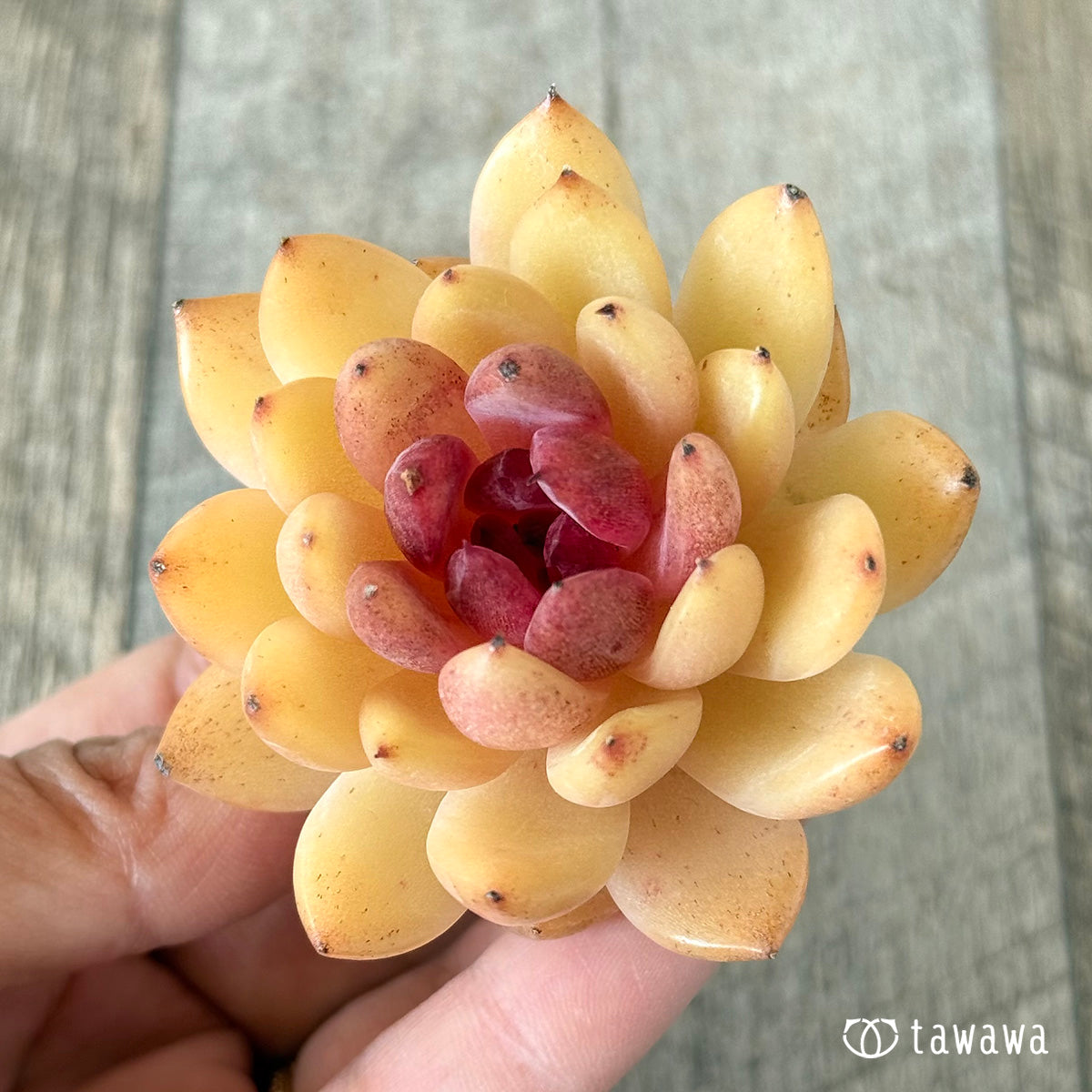 Eryn (Hanamura Farm Seedlings)