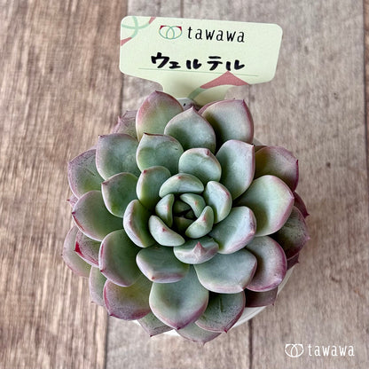New Arrival* Hongil