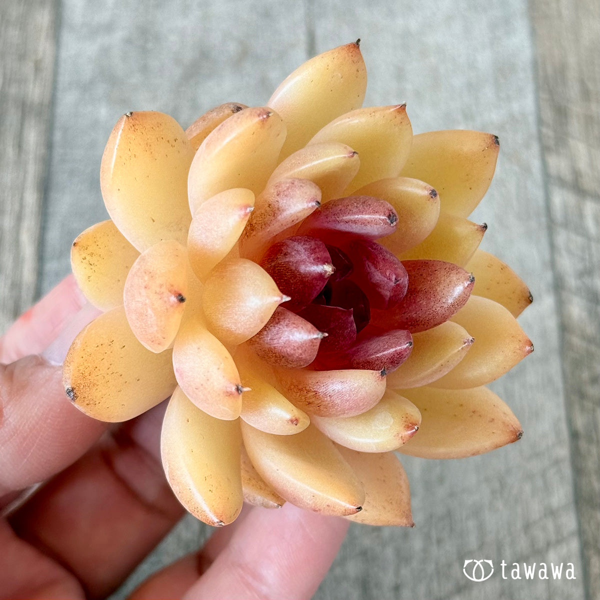 Eryn (Hanamura Farm Seedlings)
