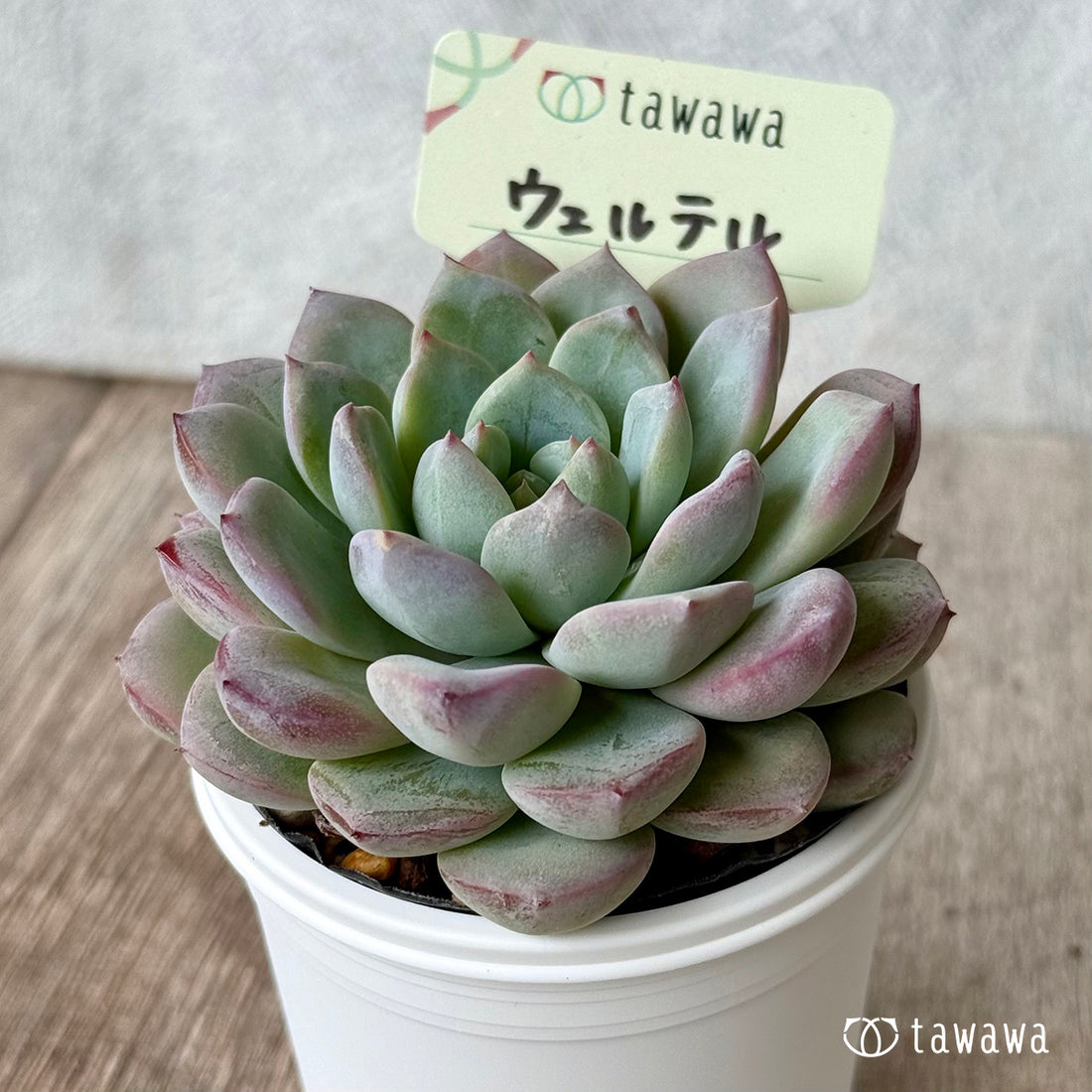 New Arrival* Hongil