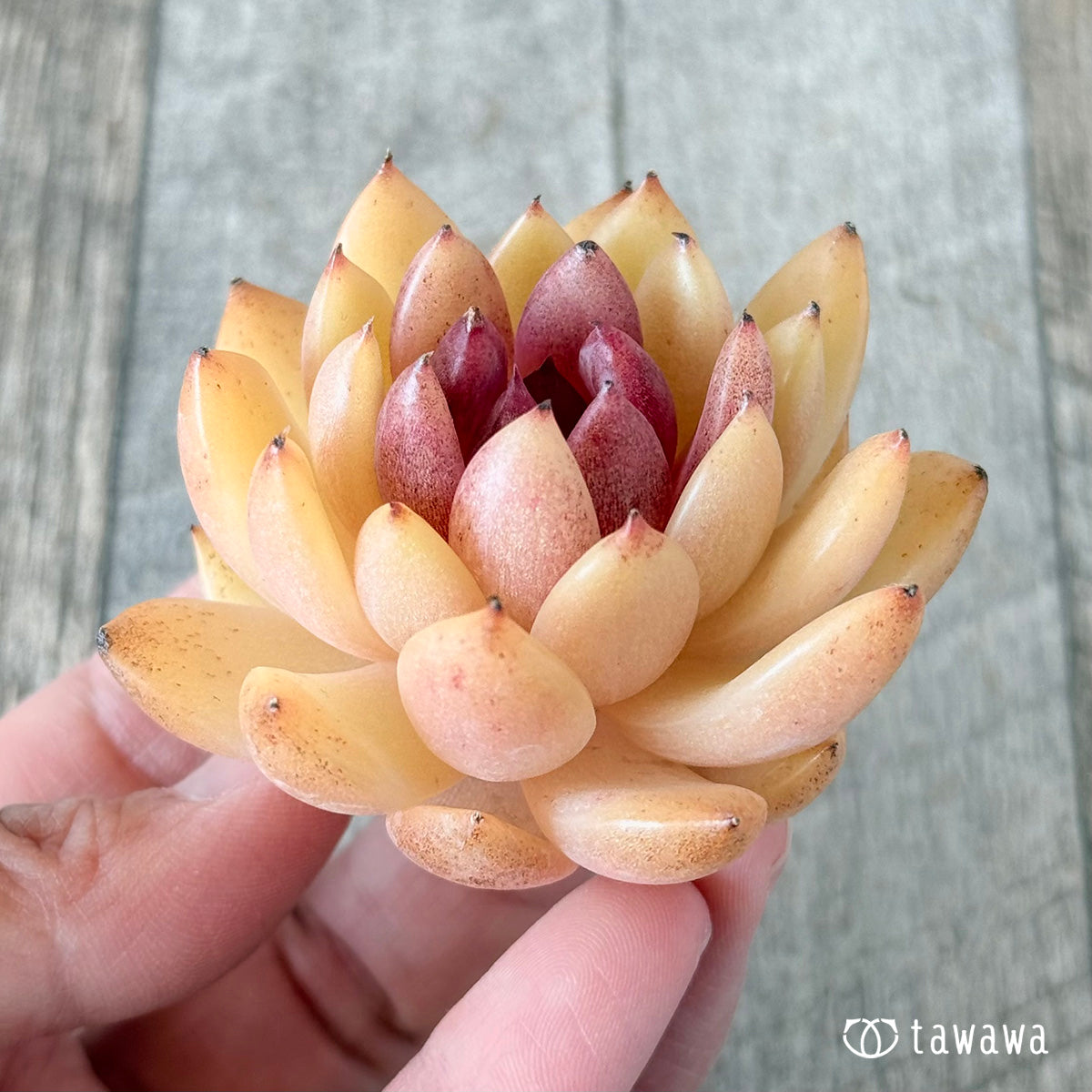 Eryn (Hanamura Farm Seedlings)