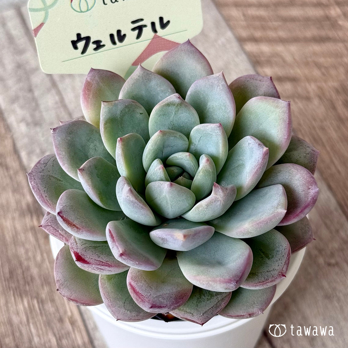 New Arrival* Hongil