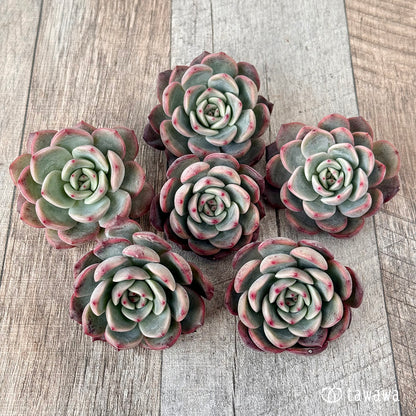 ＊新入荷＊　グラムピンク