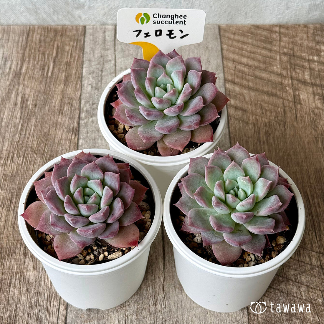 New Arrivals: Ice Green