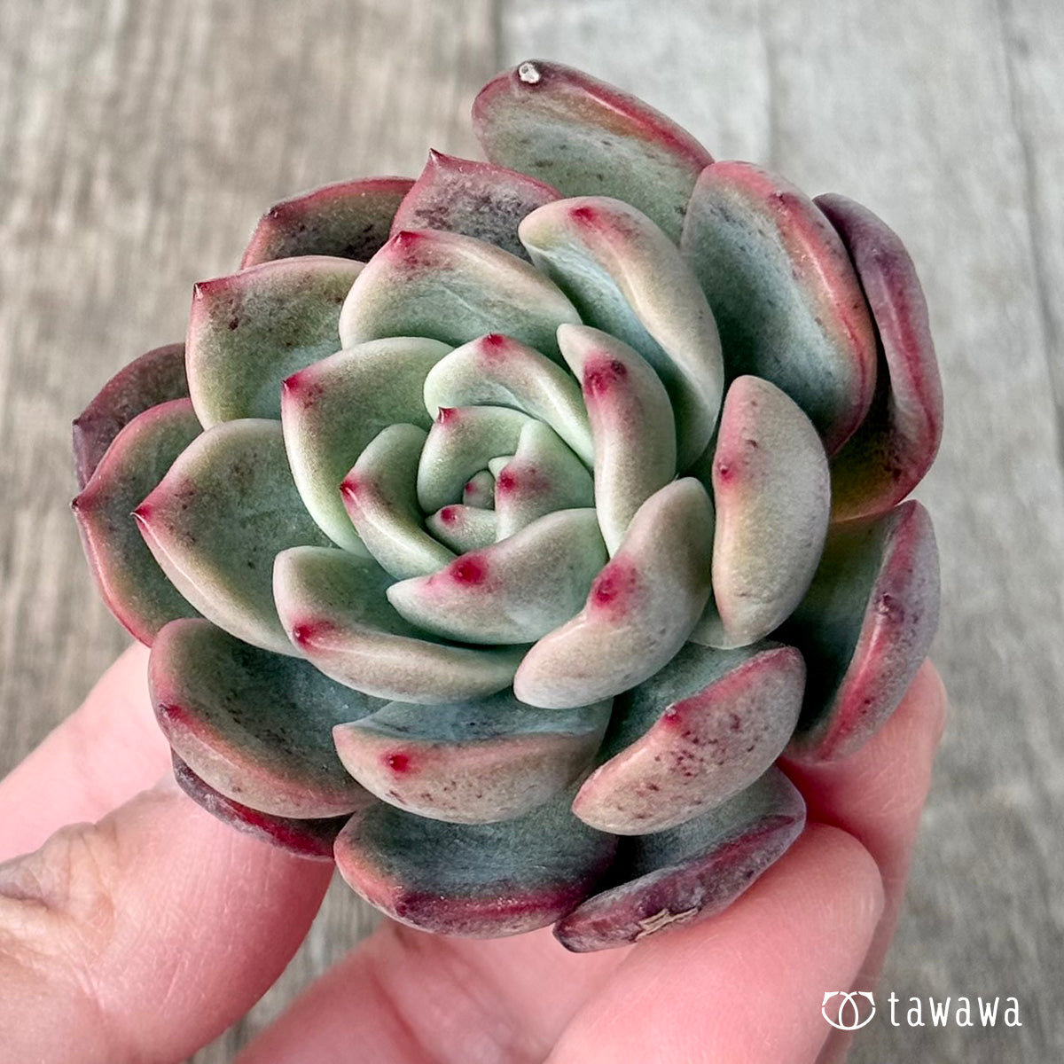 ＊新入荷＊　グラムピンク