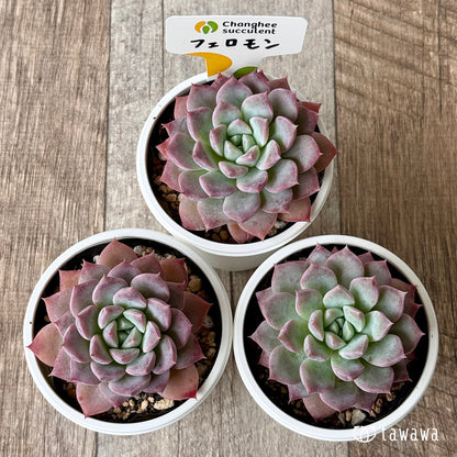 New Arrivals: Ice Green