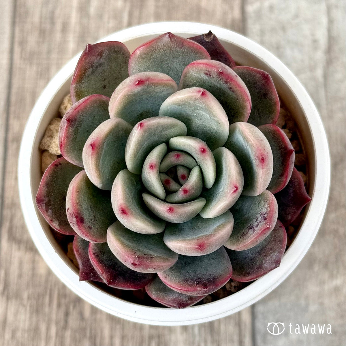 ＊新入荷＊　グラムピンク