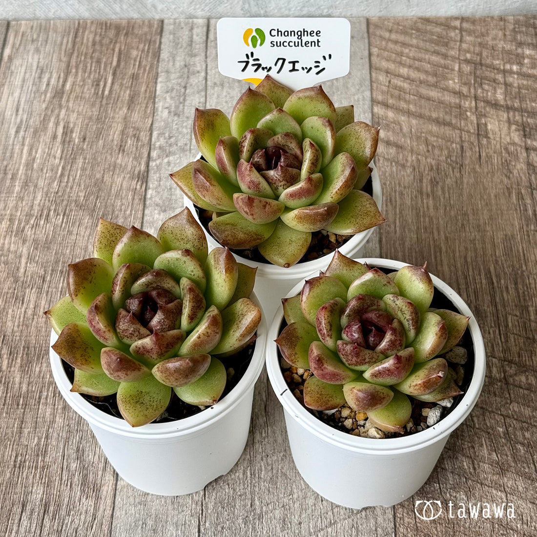 *新発売* ブラックエッジ(チャンヒー農園)【tawawaハウス苗】