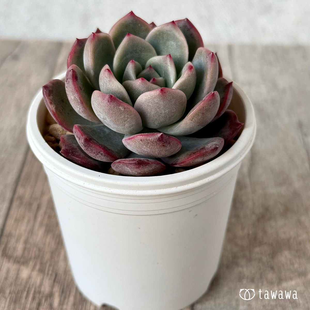 ＊新入荷＊　グラムピンク