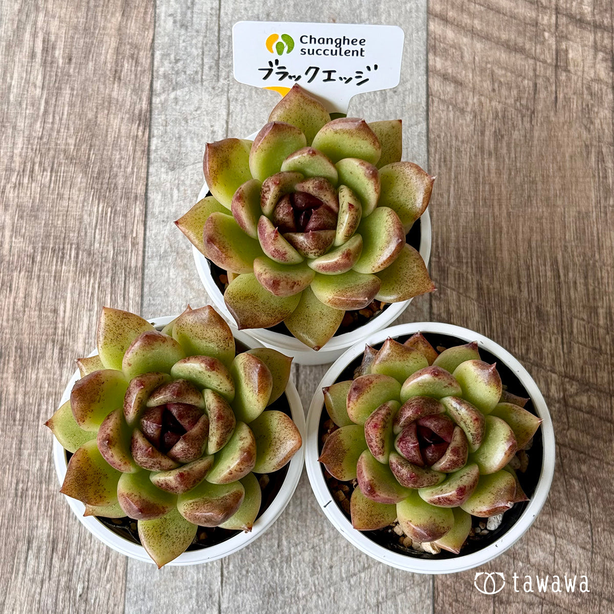 ＊新発売＊　ブラックエッジ（チャンヒー農園）【tawawaハウス苗】