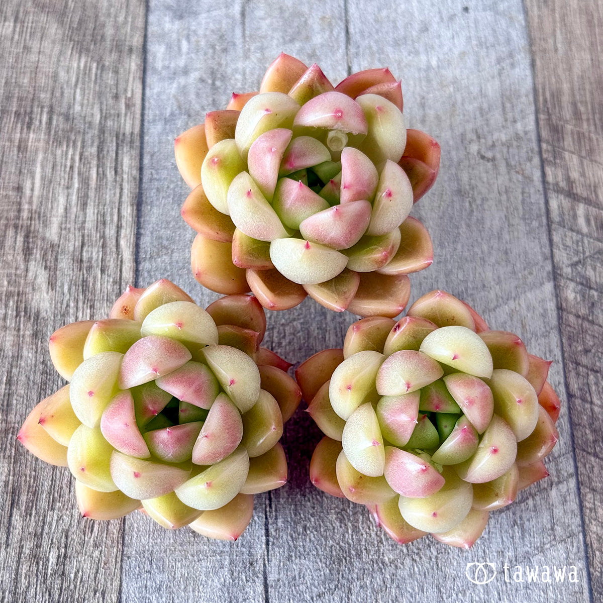 Milk Peach (Hanamura Farm Seedlings)