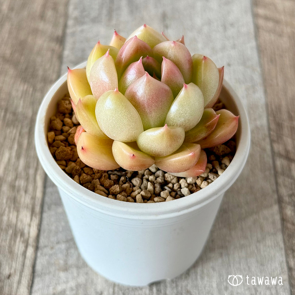 Milk Peach (Hanamura Farm Seedlings)
