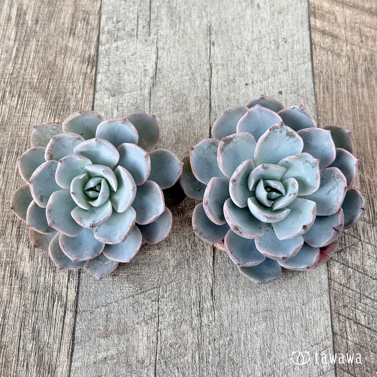 ＊新入荷＊　ピーコッキー　サブセシリス