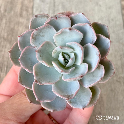 ＊新入荷＊　ピーコッキー　サブセシリス