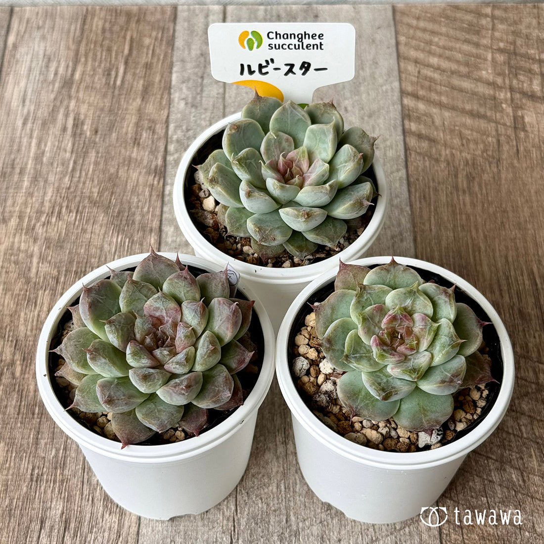 ＊新発売＊　ルビースター（チャンヒー農園）【tawawaハウス苗】