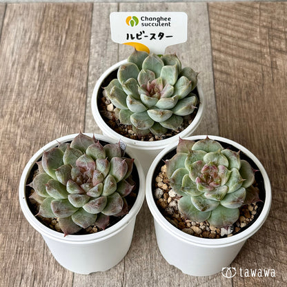 ＊新発売＊　ルビースター（チャンヒー農園）【tawawaハウス苗】