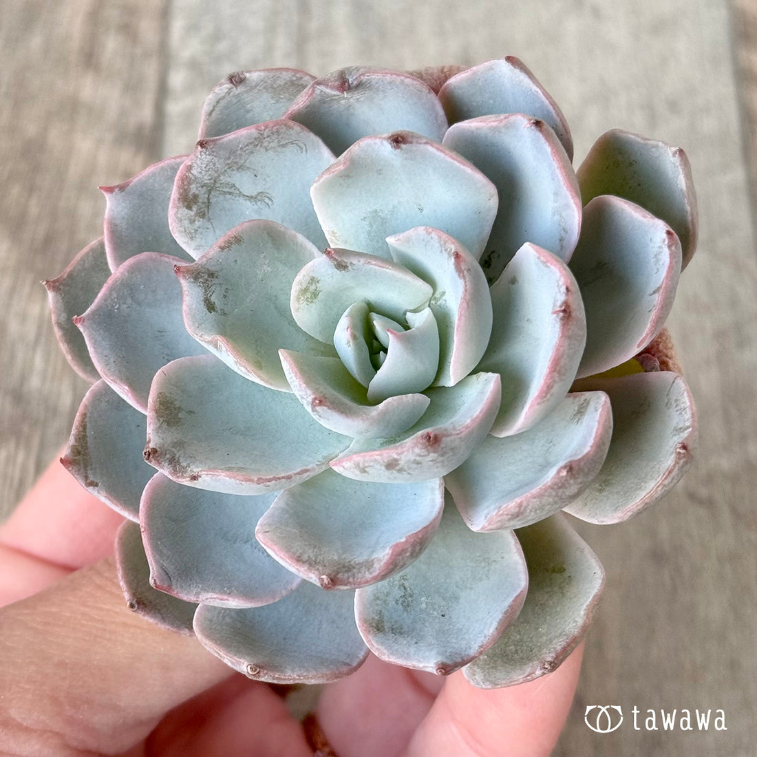 ＊新入荷＊　ピーコッキー　サブセシリス