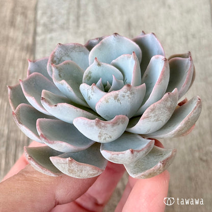 ＊新入荷＊　ピーコッキー　サブセシリス