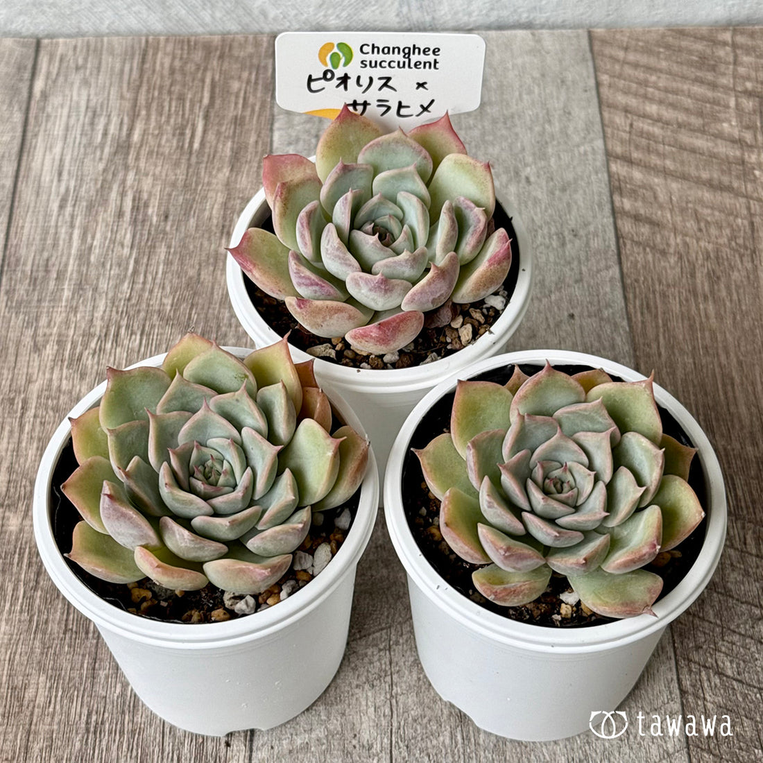 New Arrivals: Ice Green