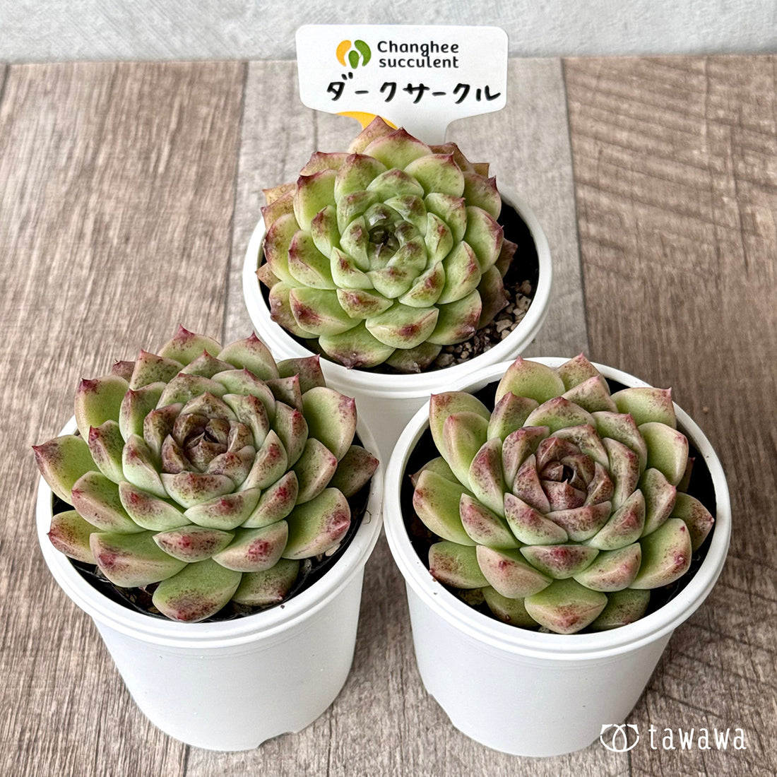 ＊新発売＊　ダークサークル（チャンヒー農園）【tawawaハウス苗】