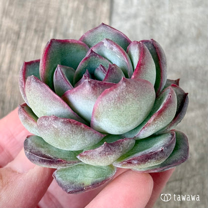 ＊新入荷＊　チュビーバニー