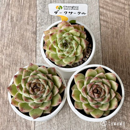 ＊新発売＊　ダークサークル（チャンヒー農園）【tawawaハウス苗】
