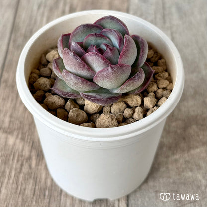 ＊新入荷＊　チュビーバニー