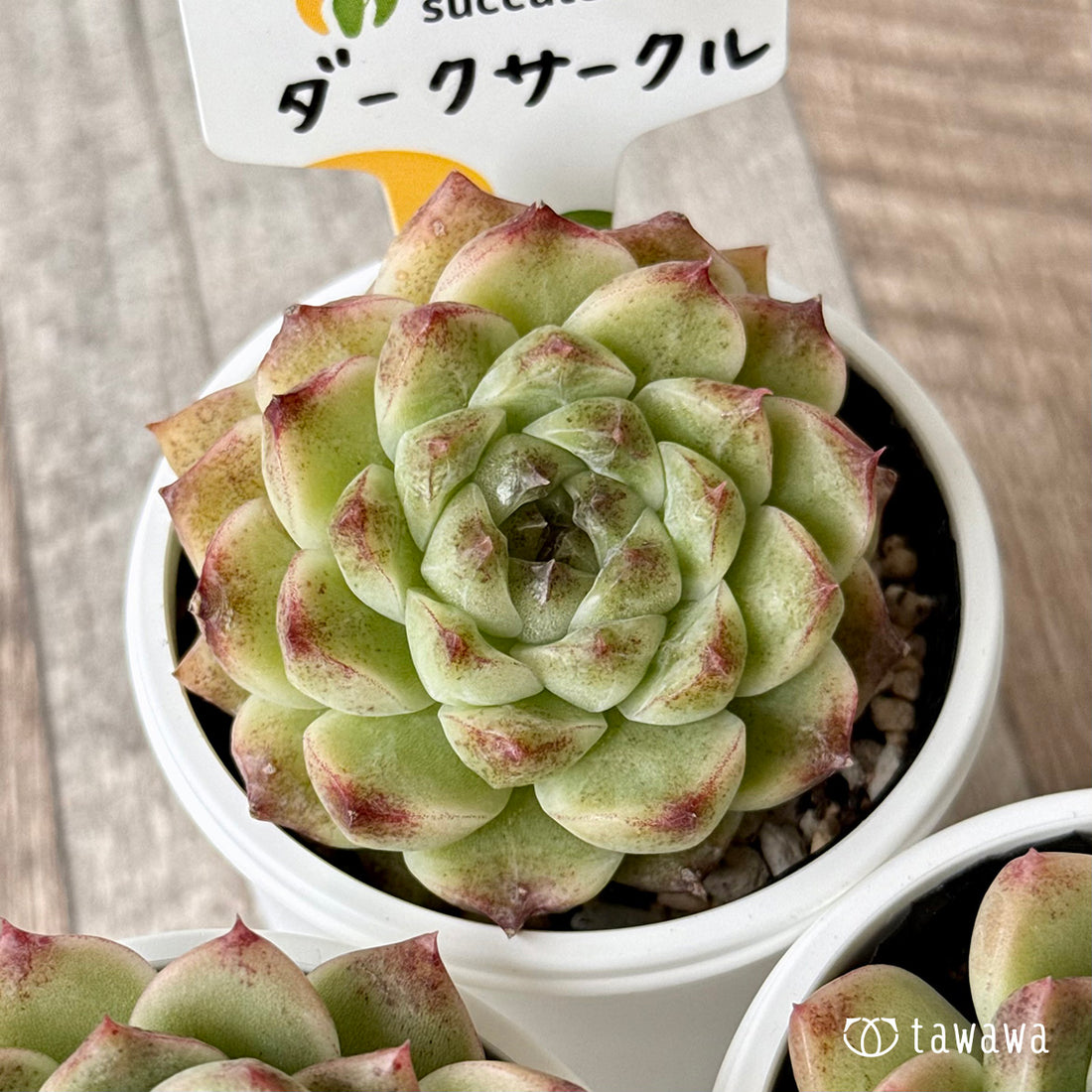 ＊新発売＊　ダークサークル（チャンヒー農園）【tawawaハウス苗】
